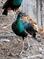 Green Peafowl Birds Photos
