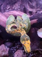 Green tree python Reptiles for sale in 30990 CA-254, Scotia, CA 95565, USA. price: $10,000