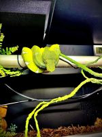 Green tree python Reptiles for sale in Fort Collins, CO, USA. price: $2,750
