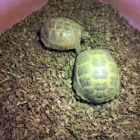 Green turtle Reptiles for sale in Hesperia, CA, USA. price: NA