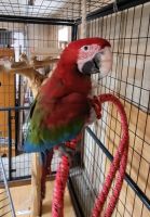 Green-Winged Macaw Birds for sale in Gatesville, TX, USA. price: NA