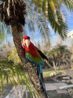 Green-Winged Macaw Birds for sale in Sanibel, FL, USA. price: NA