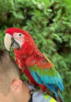 Green-Winged Macaw Birds for sale in Greenville, NC, USA. price: NA