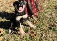 Greenland Dog Puppies for sale in Chattanooga, TN, USA. price: NA