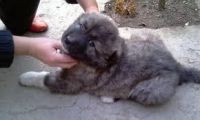 Greenland Dog Puppies for sale in Louisville, KY, USA. price: NA