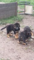 Greenland Dog Puppies for sale in New York, NY, USA. price: NA