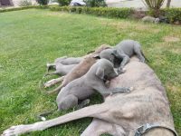 Greyhound Puppies for sale in Jammu University, Jammu 180006. price: 18000 INR