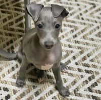 Greyhound Puppies for sale in Los Angeles, CA, USA. price: NA