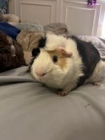 Guinea Pig Rodents for sale in Port St. Lucie, FL 34953, USA. price: NA