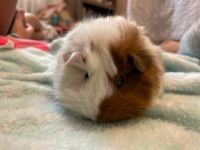 Guinea Pig Rodents for sale in Kearney, MO 64060, USA. price: NA
