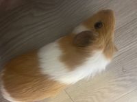 Guinea Pig Rodents for sale in Martin Luther King Blvd, Houston, TX, USA. price: NA
