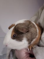 Guinea Pig Rodents for sale in Fort Wayne, IN, USA. price: NA