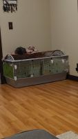 Guinea Pig Rodents for sale in Buffalo, NY, USA. price: NA