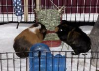 Guinea Pig Rodents for sale in Chicago, IL, USA. price: NA