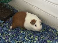 Guinea Pig Rodents for sale in Sammamish, WA, USA. price: NA
