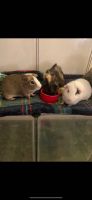 Guinea Pig Rodents for sale in Milwaukee, WI 53205, USA. price: NA