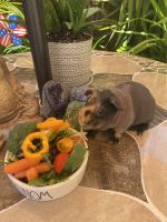 Guinea Pig Rodents for sale in Lake Elsinore, CA, USA. price: NA