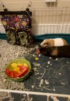 Guinea Pig Rodents for sale in Fitchburg, MA 01420, USA. price: NA