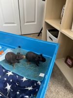 Guinea Pig Rodents for sale in Hernando County, FL, USA. price: NA