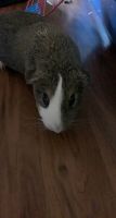 Guinea Pig Rodents for sale in Round Rock, TX, USA. price: NA