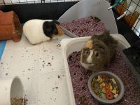 Guinea Pig Rodents for sale in East Rockaway, NY, USA. price: NA