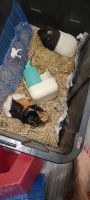 Guinea Pig Rodents for sale in Tucson, AZ, USA. price: NA