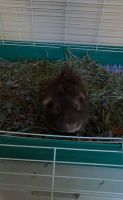 Guinea Pig Rodents for sale in Fuquay-Varina, NC, USA. price: NA