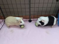 Guinea Pig Rodents for sale in Glendale, AZ, USA. price: NA