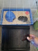 Guinea Pig Rodents for sale in Dayton, OH, USA. price: NA