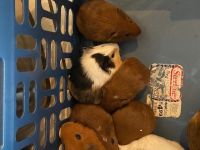 Guinea Pig Rodents for sale in Sarasota, FL, USA. price: NA
