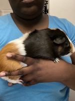 Guinea Pig Rodents Photos