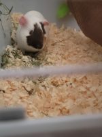 Guinea Pig Rodents for sale in Whitesboro, NY 13492, USA. price: NA