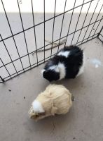 Guinea Pig Rodents for sale in San Diego, CA, USA. price: NA