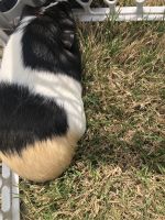 Guinea Pig Rodents for sale in Concord, NC, USA. price: NA