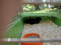 Guinea Pig Rodents for sale in Greer, SC 29651, USA. price: NA