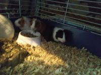 Guinea Pig Rodents for sale in Canton, OH 44705, USA. price: NA