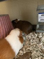 Guinea Pig Rodents for sale in Castle Pines, CO 80108, USA. price: NA