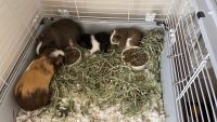 Guinea Pig Rodents for sale in Virginia Beach, VA, USA. price: NA