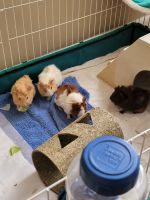 Guinea Pig Rodents for sale in Monroe, NC 28112, USA. price: NA