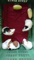 Guinea Pig Rodents for sale in Pimple Gurav, Pimpri-Chinchwad, Maharashtra, India. price: 1500 INR
