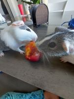 Guinea Pig Rodents for sale in Menifee, CA, USA. price: NA