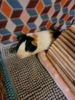 Guinea Pig Rodents for sale in Jacksonville, FL 32218, USA. price: NA