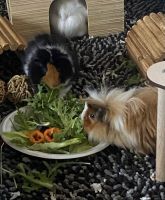 Guinea Pig Rodents for sale in Richmond, TX, USA. price: NA