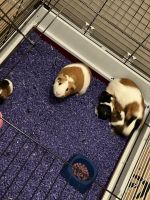Guinea Pig Rodents for sale in Roxboro, NC, USA. price: NA
