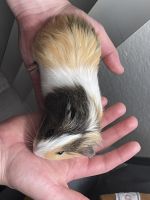 Guinea Pig Rodents for sale in Apple Valley, CA, USA. price: NA
