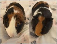 Guinea Pig Rodents for sale in Kansas City, MO, USA. price: NA