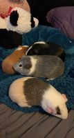 Guinea Pig Rodents for sale in Plainfield, CT 06374, USA. price: NA