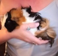 Guinea Pig Rodents for sale in Hampton, GA 30228, USA. price: NA