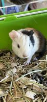 Guinea Pig Rodents for sale in Bakersfield, CA, USA. price: NA