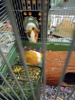 Guinea Pig Rodents Photos
